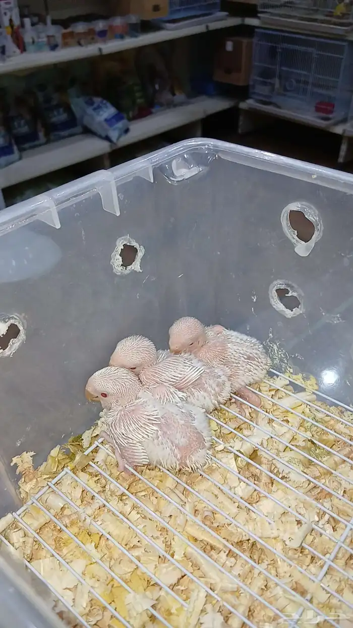 3 فروخ روز تقبل الغر 3