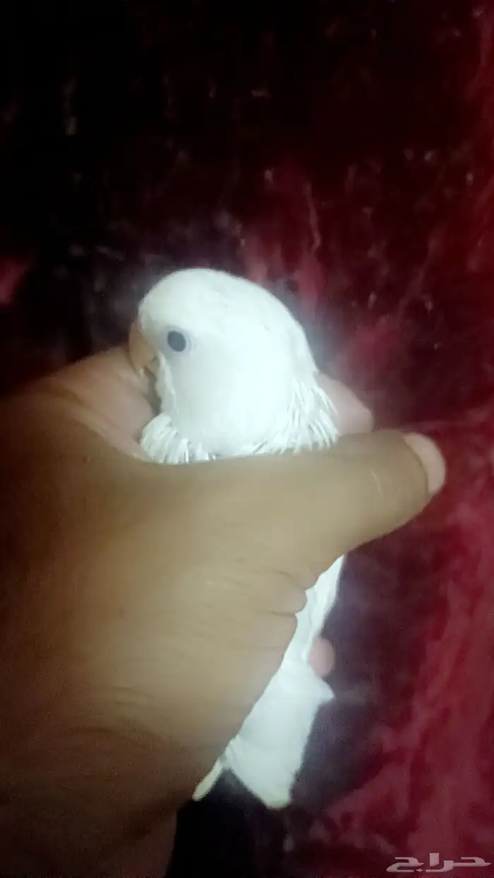 فرخ روز - البينو - 0