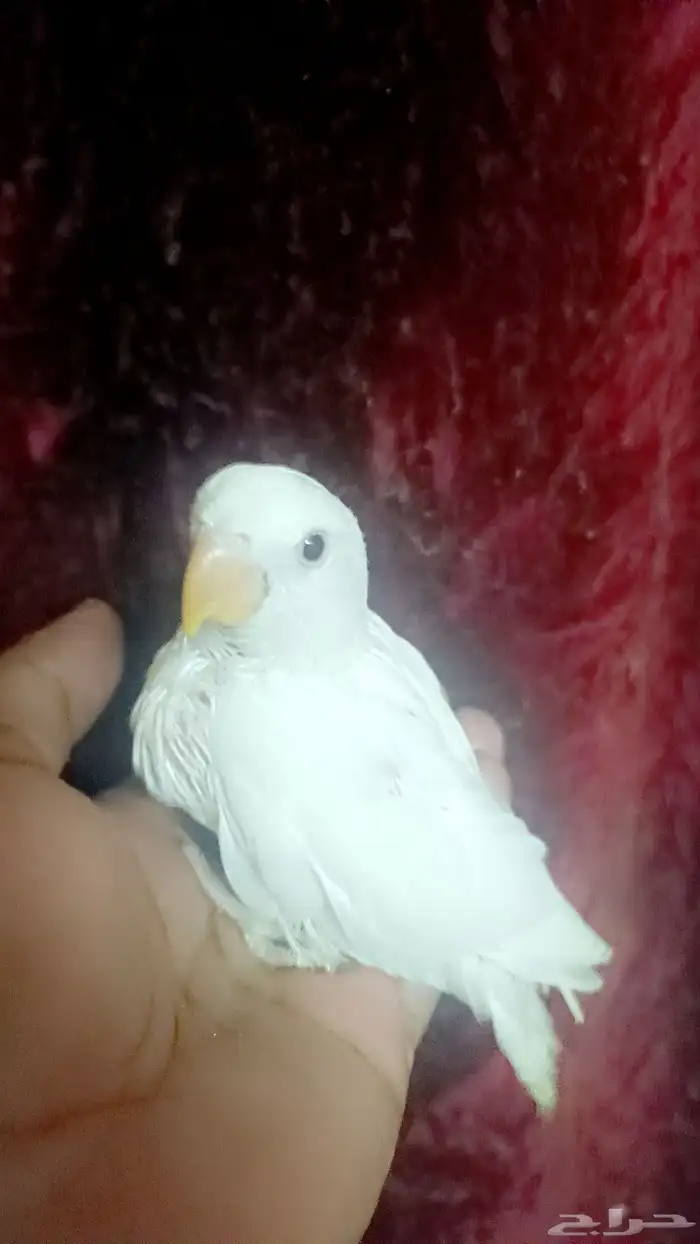 فرخ روز - البينو - 4