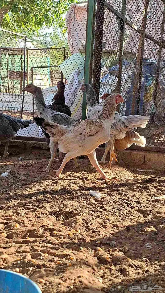 للبيع دجاج بياض جرومه طيبه حيل العدد تقريبا 20 1