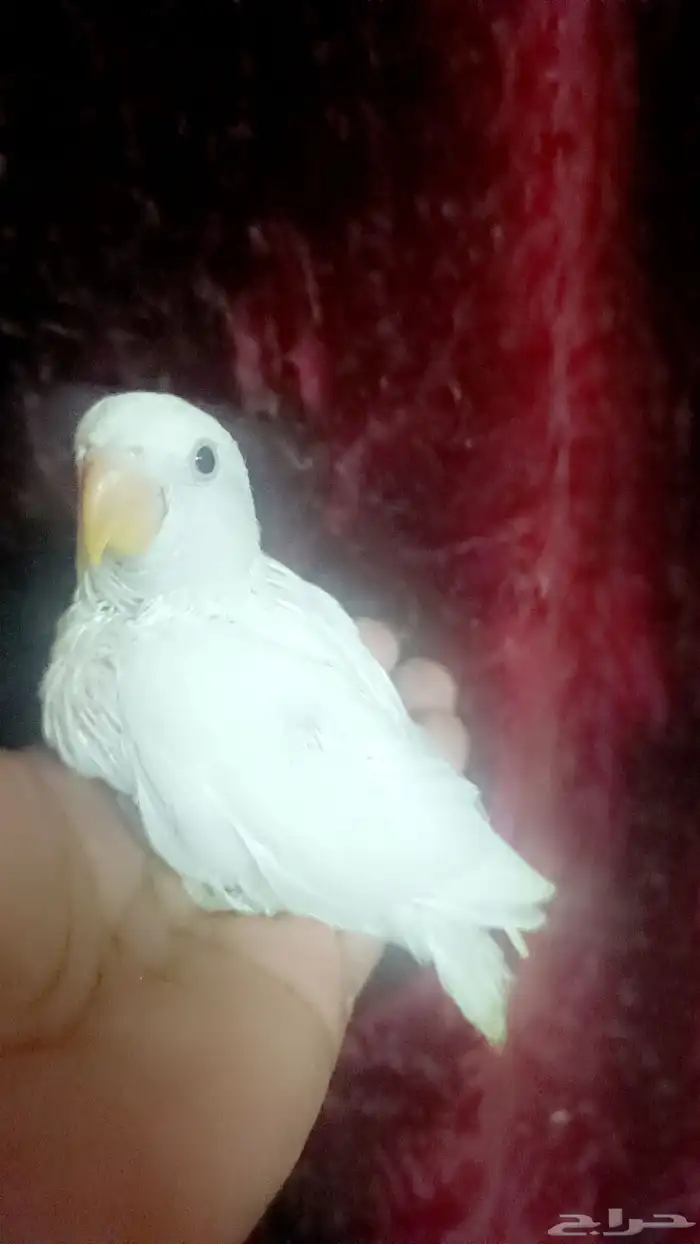 فرخ روز - البينو - 6