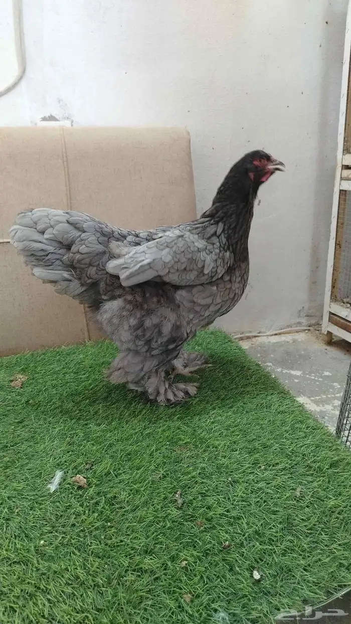 جوز براهما مستوى فاخر بدأ يبيض 1