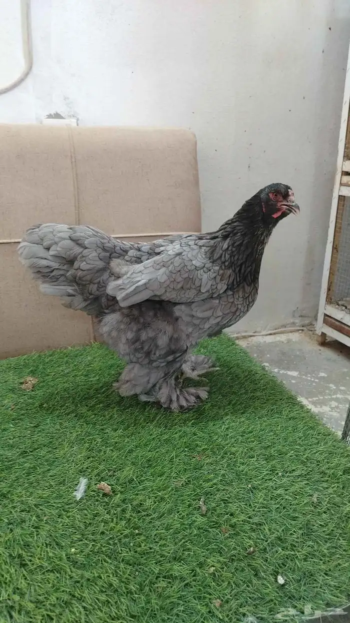 جوز براهما مستوى فاخر بدأ يبيض 0