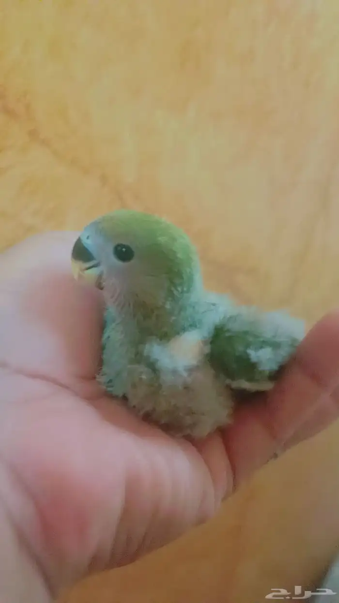 فرخ روز ( اخضر ) 0