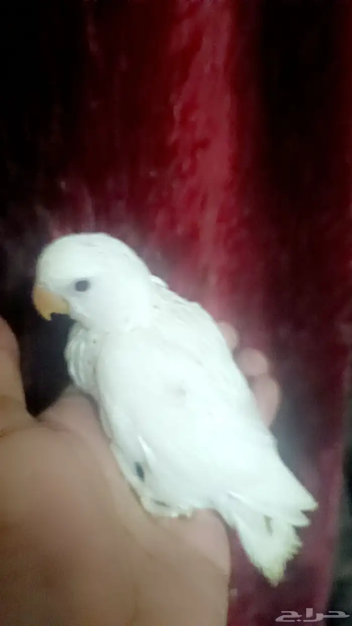 فرخ روز - البينو - 2