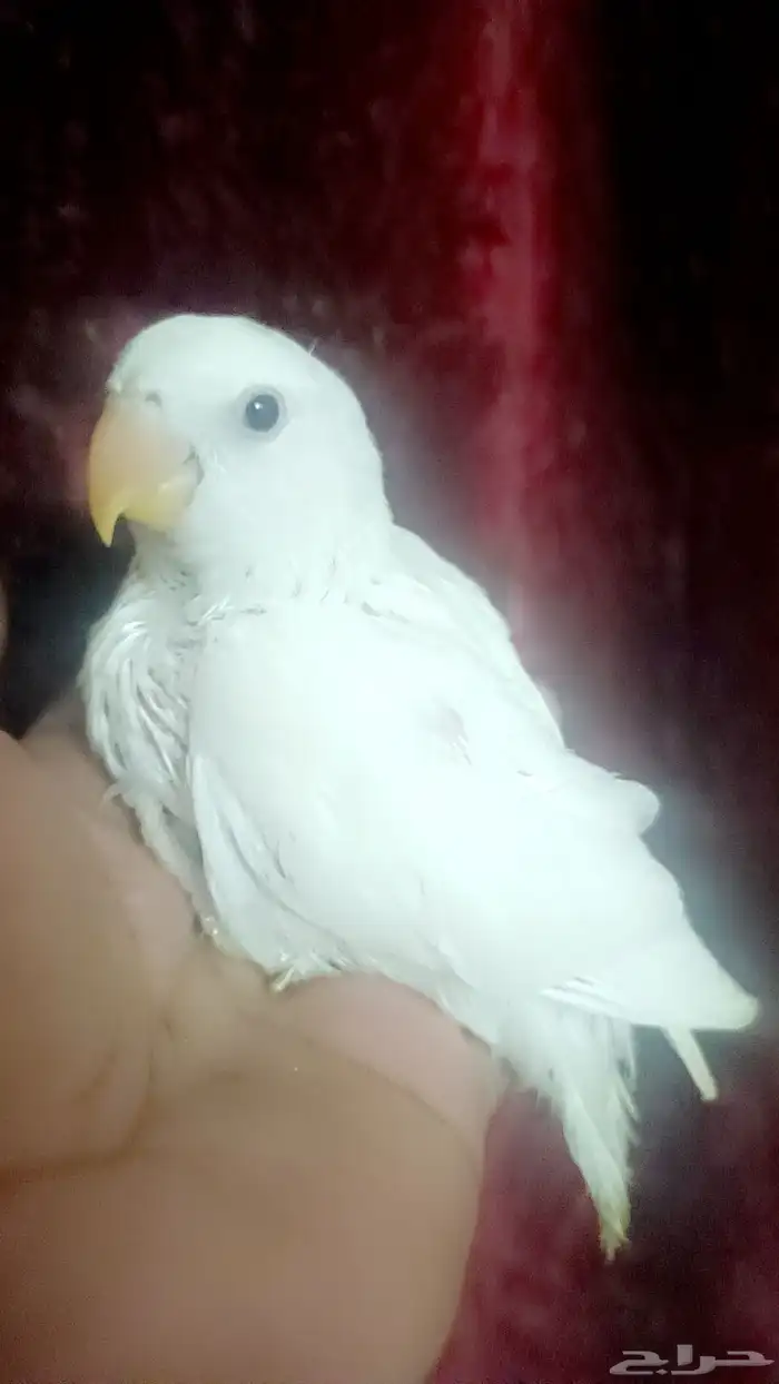 فرخ روز - البينو - 1