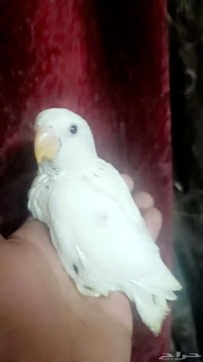 فرخ روز - البينو - 5