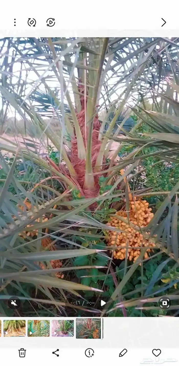 نخل القصيم نخل مثمر للبيع جثايث سكري ونانه سكري حمراء برحي 0