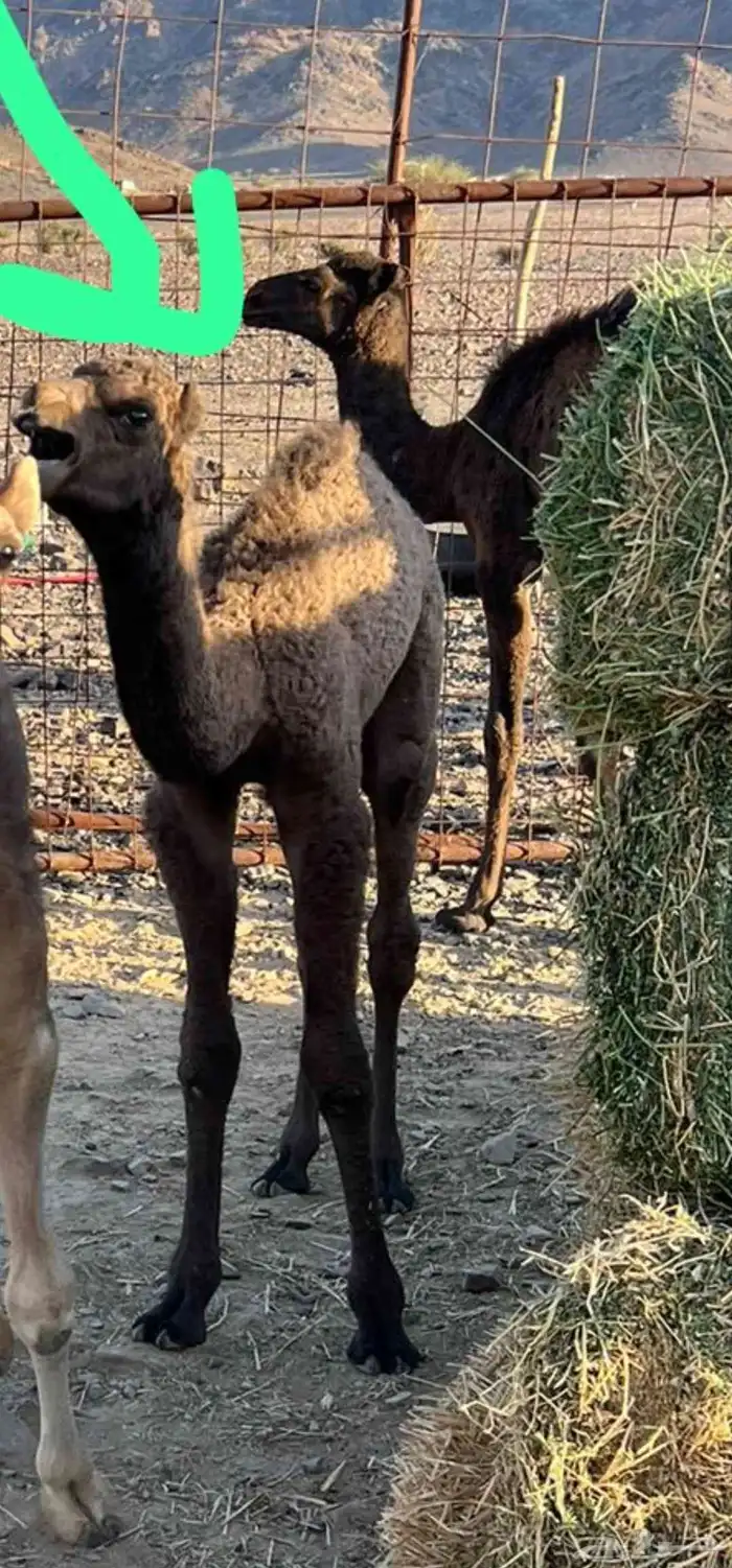 أعرض لكم خلفه مصفر طيبه 2