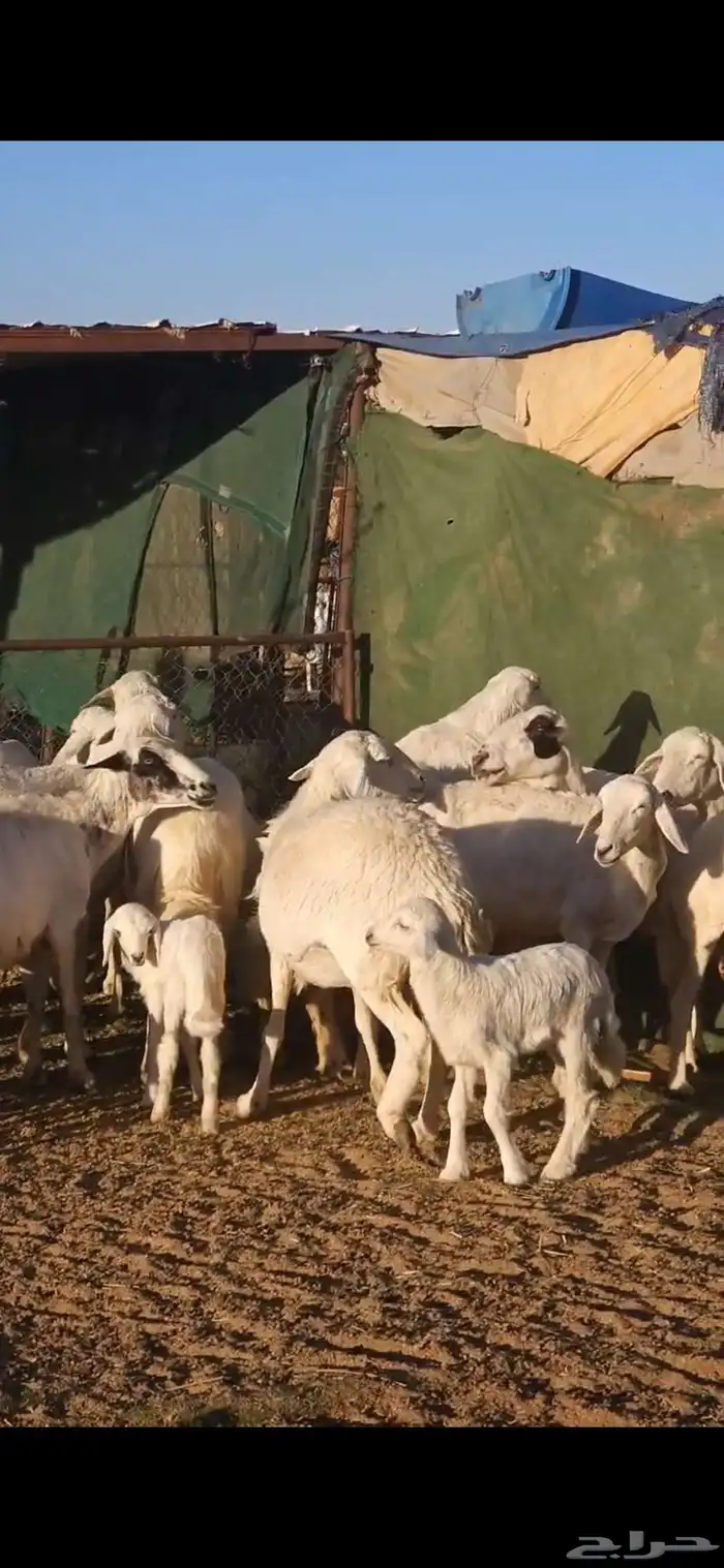 ضان متابيع 6