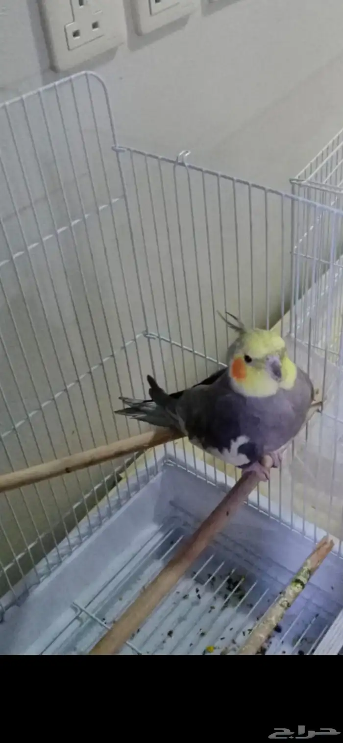 كروان متكلم للبيع 0