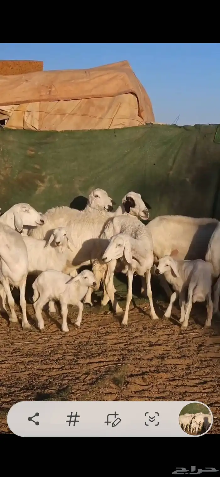 ضان متابيع 5