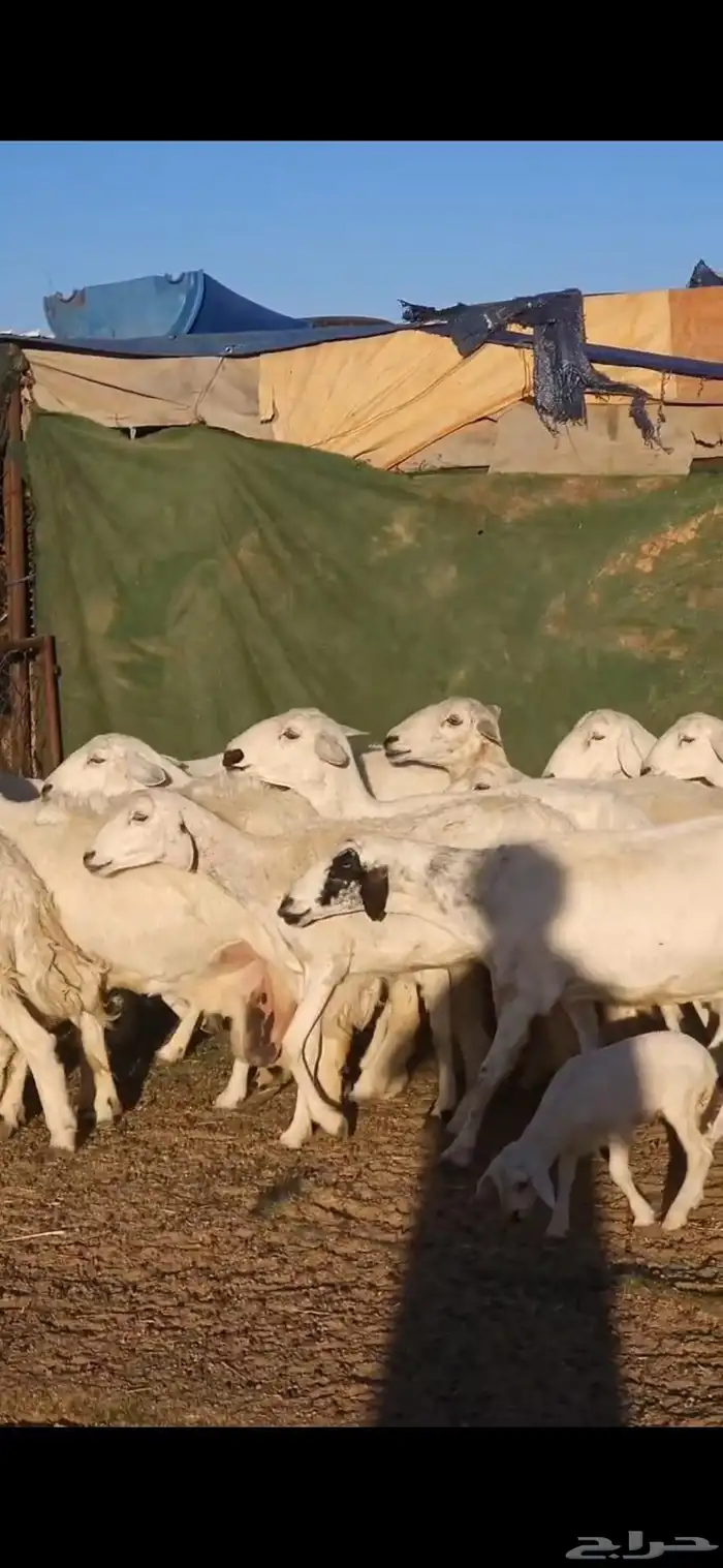 ضان متابيع 1