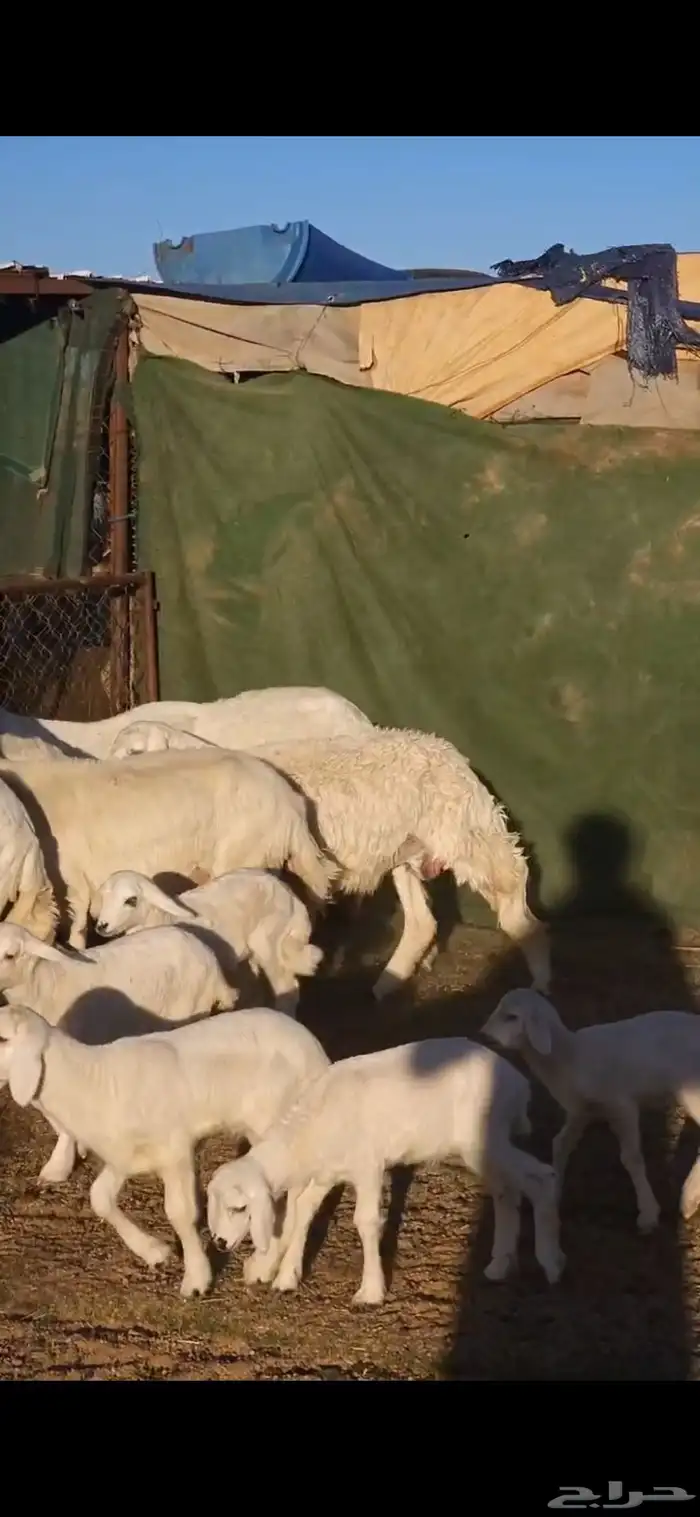 ضان متابيع 2