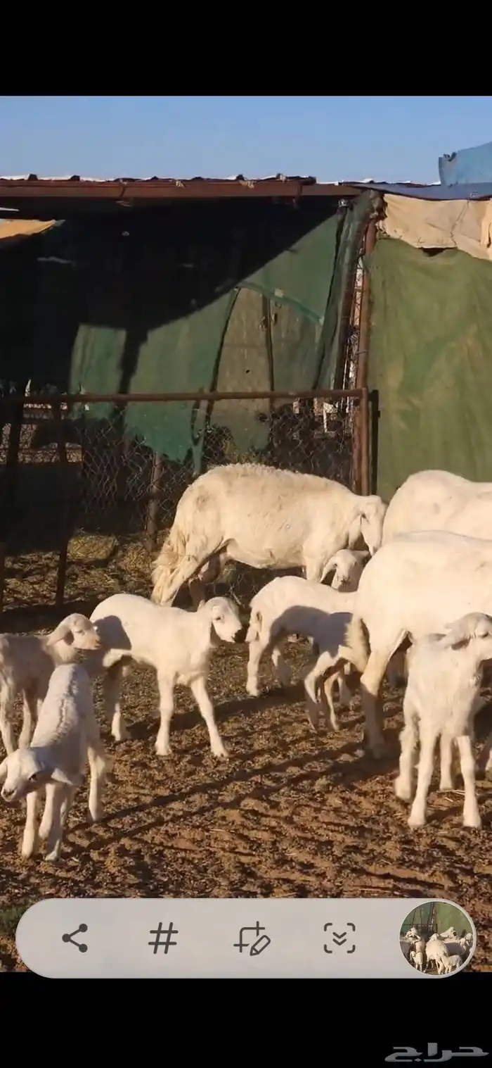 ضان متابيع 3