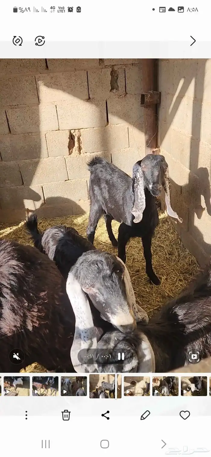 8تيوس مندي اعمارها فوق ثلاث شهور إلى أربعة شهور أحوالها طيب5 2