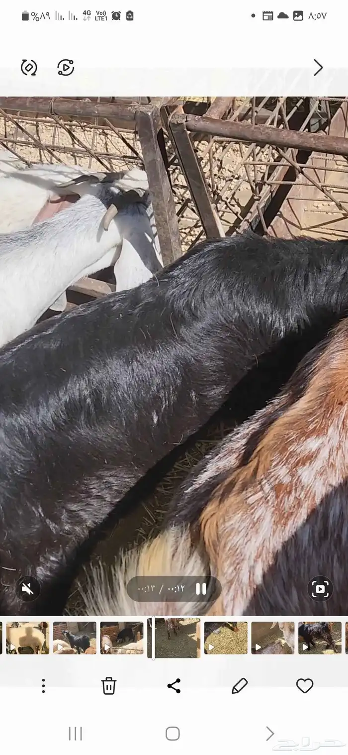 8تيوس مندي اعمارها فوق ثلاث شهور إلى أربعة شهور أحوالها طيب5 6