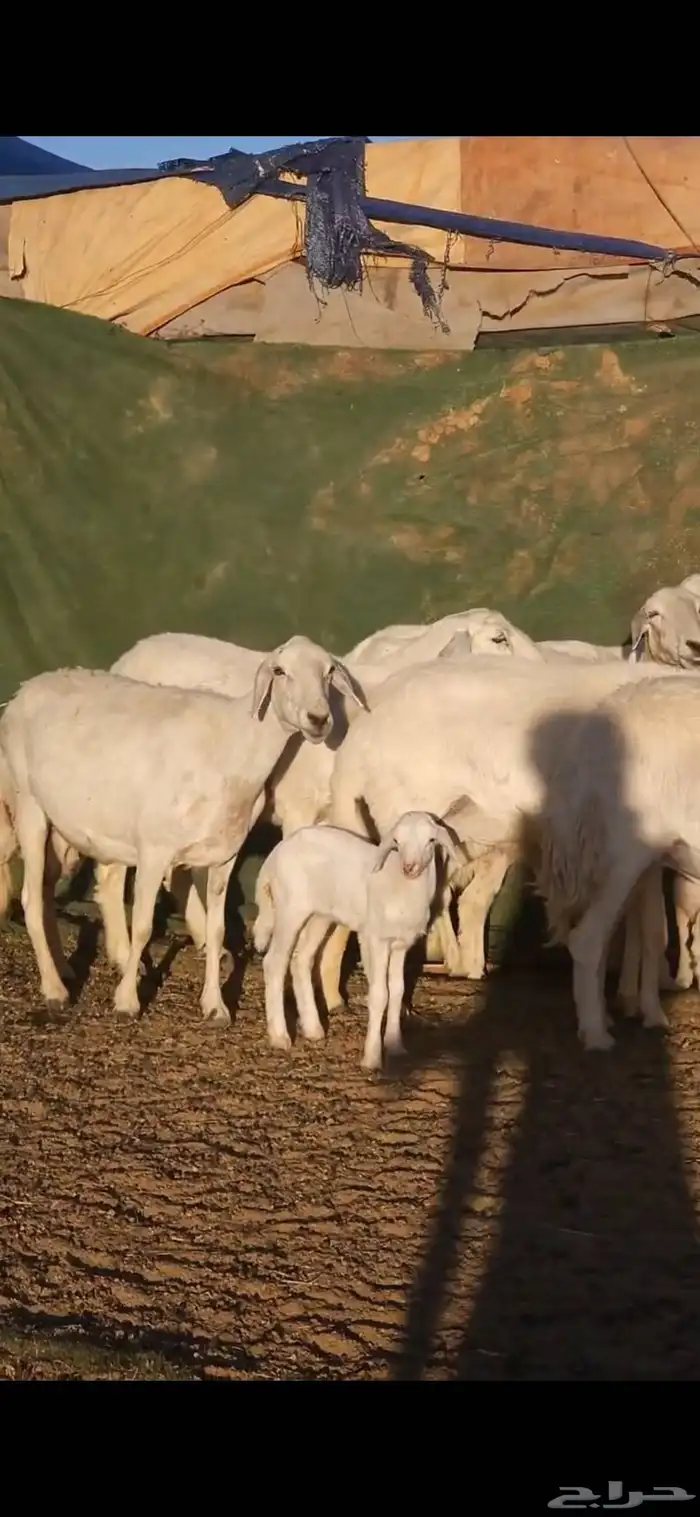 ضان متابيع 4