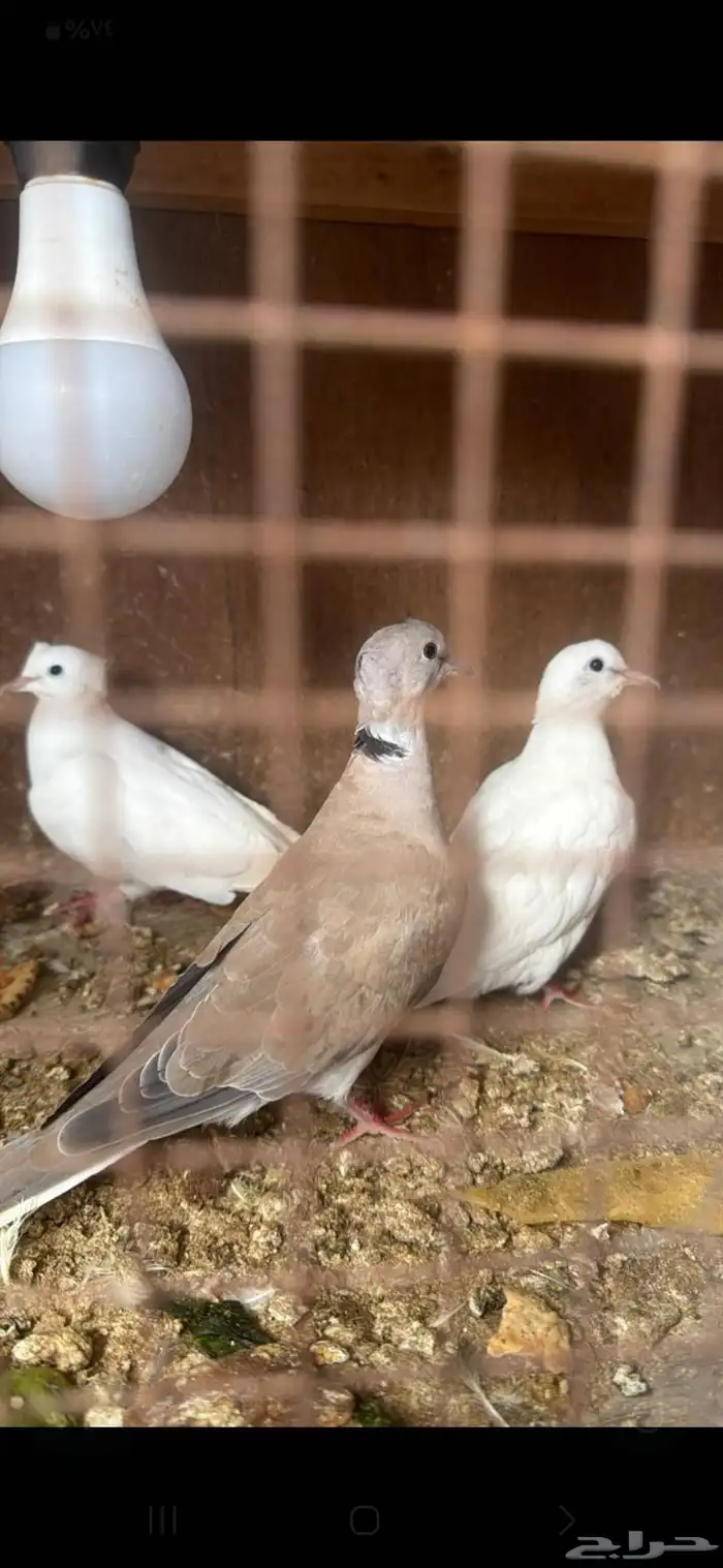 حمام ياكريم كرست جوز وأنثى 0
