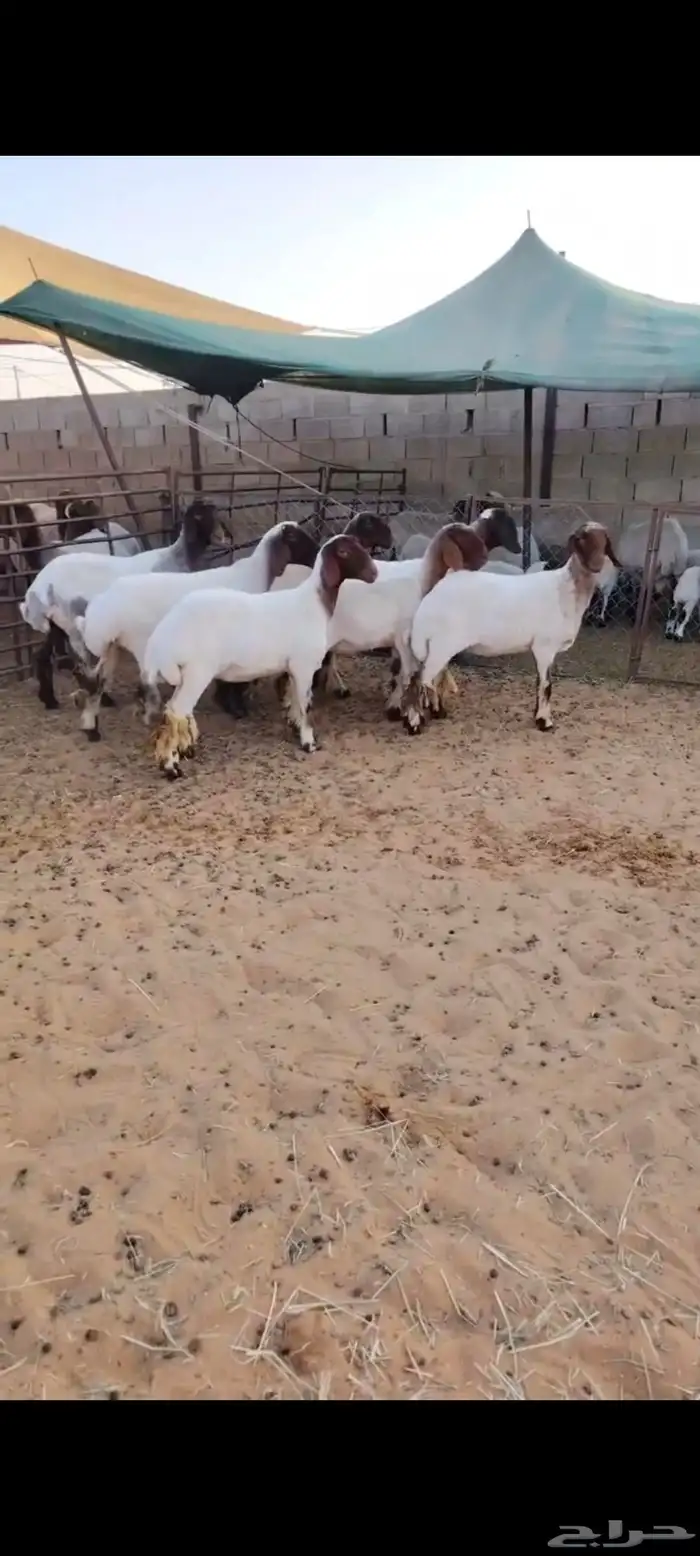 7 غنم نعيم منوة اللي بيأسس مراح 0