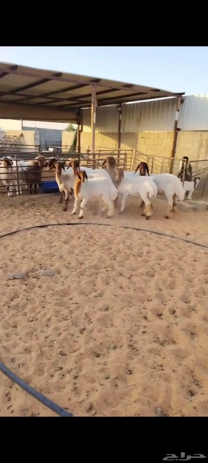 7 غنم نعيم منوة اللي بيأسس مراح 1