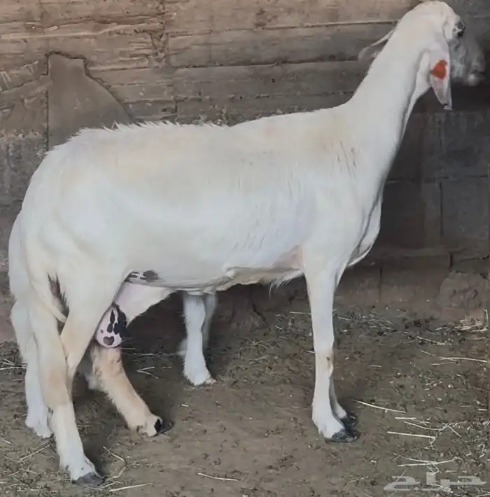 نعجة متبع صنف فاخر 6