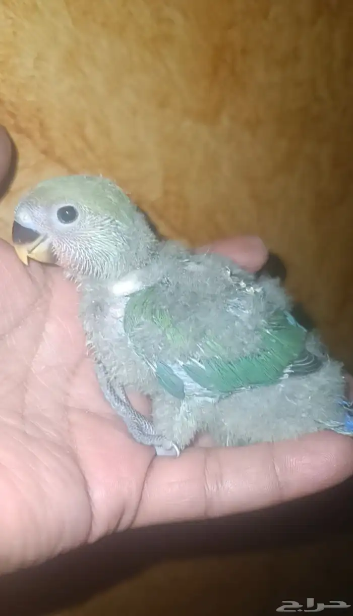 فرخ روز ( اخضر ) 1