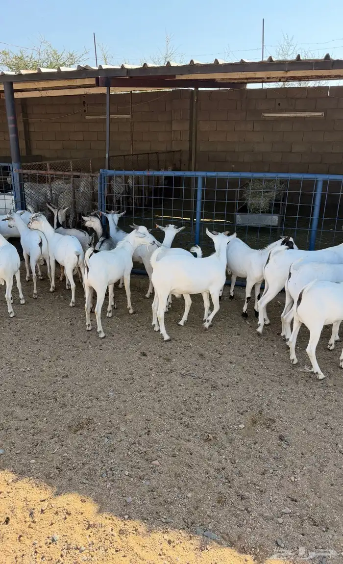 تيوس شحم طيبات بالحيل 2