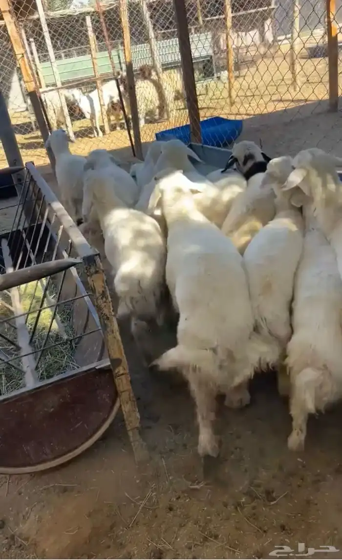 للبيع هرافى حريه 2