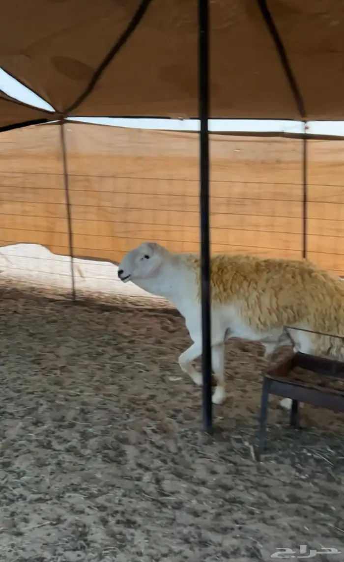 الفحل الشهير ( بطش ) 0