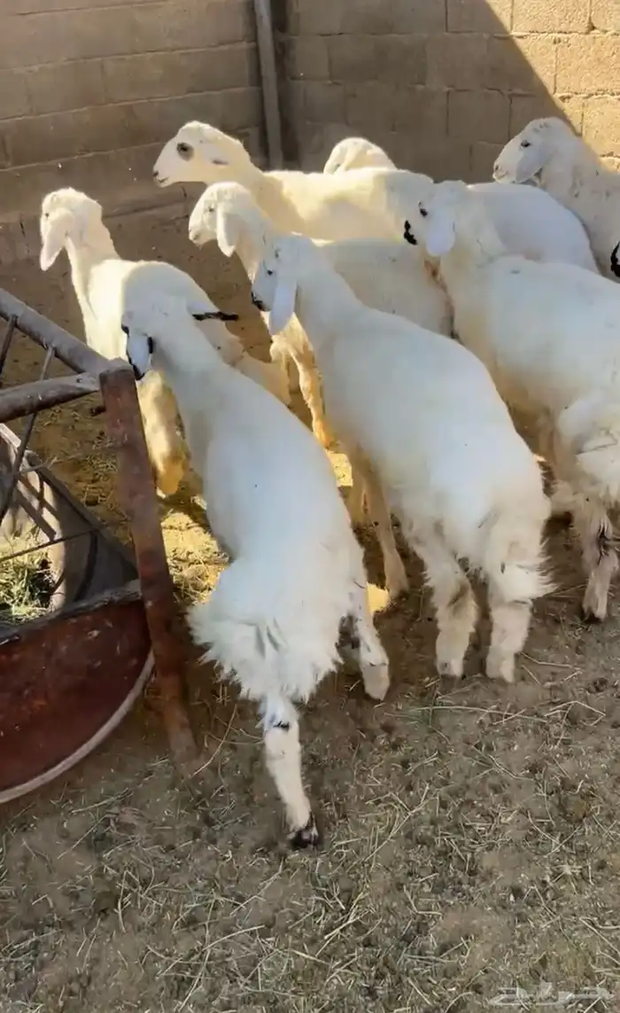 للبيع هرافى حريه 3