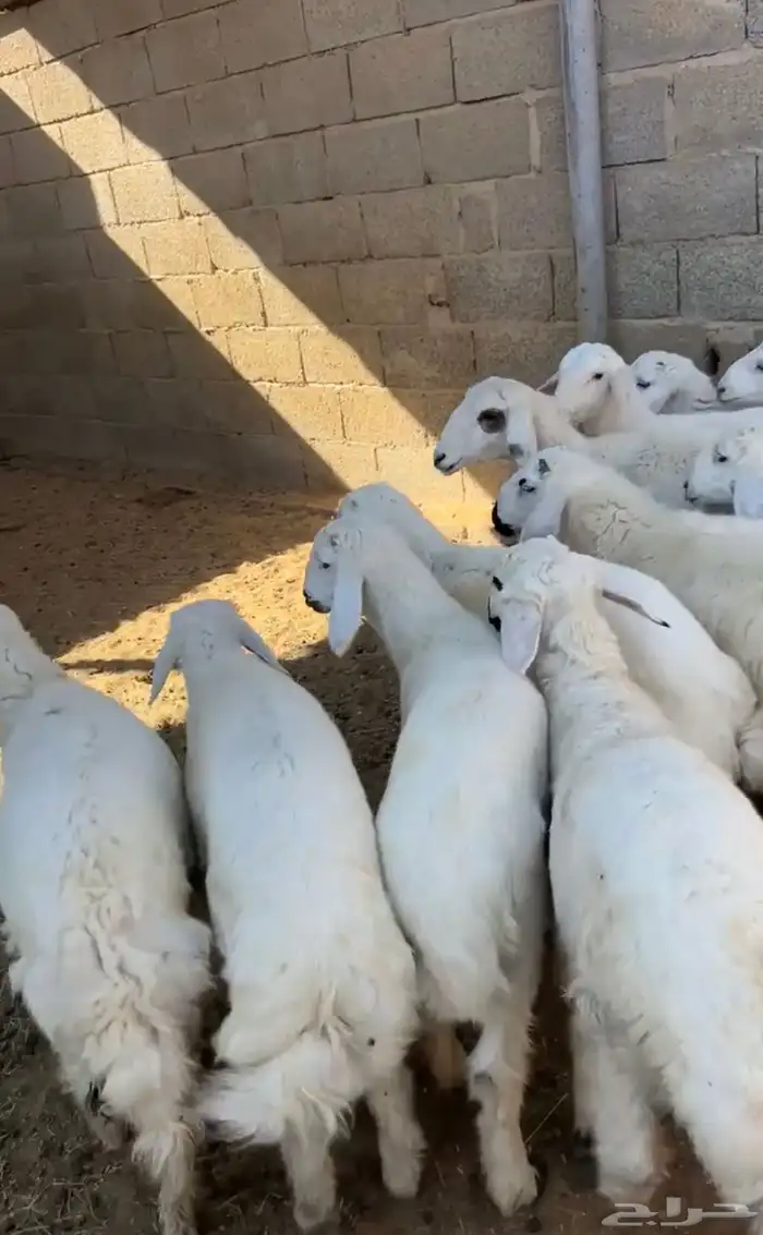 للبيع هرافى حريه 1