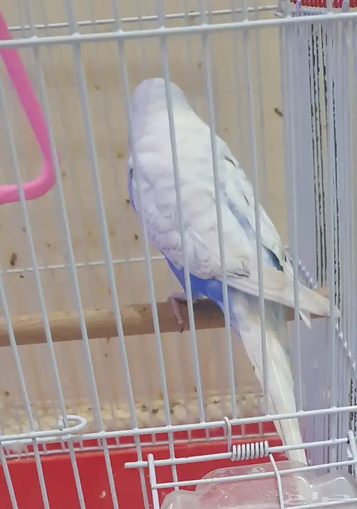 طير بادجي ذكر 0