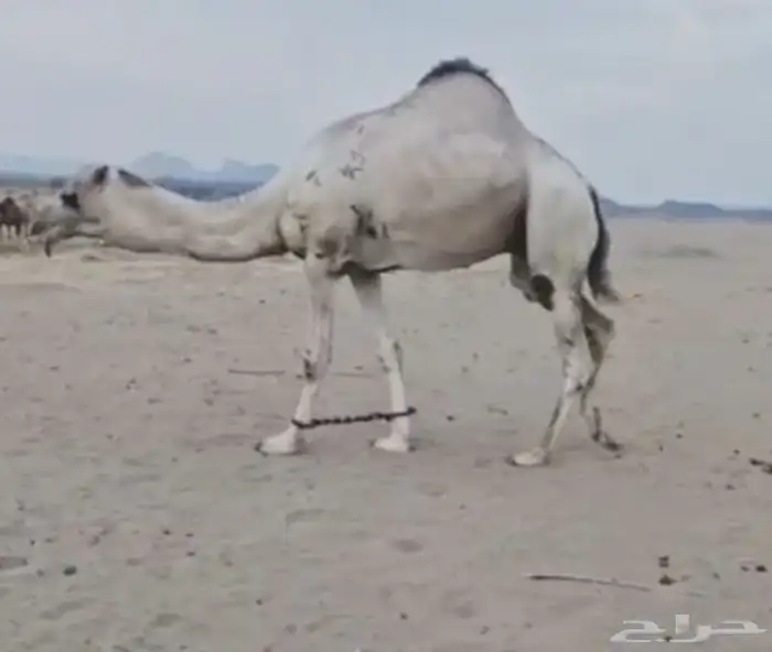 ناقه لقحه برابعها بنت شاهين حمدان 3