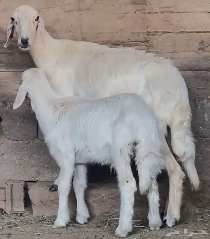 نعجة متبع صنف فاخر 8