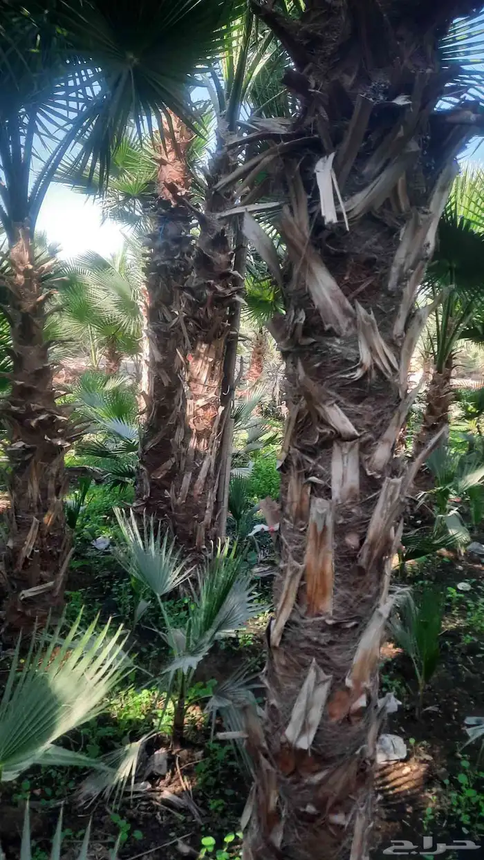 نخيل واشنطني أمريكي زينه 4