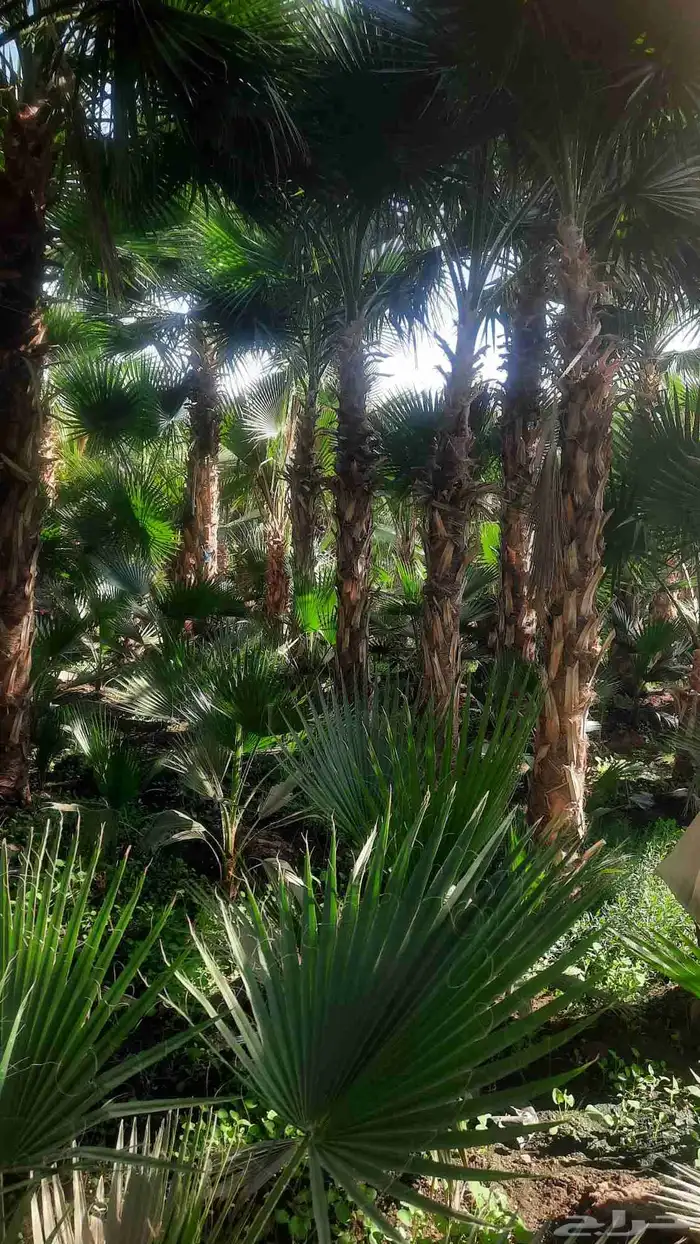 نخيل واشنطني أمريكي زينه 0