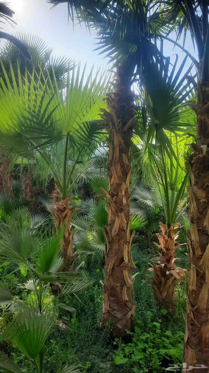 نخيل واشنطني أمريكي زينه 1