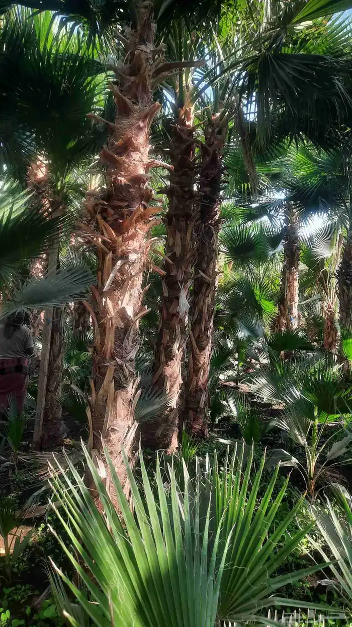 نخيل واشنطني أمريكي زينه 2