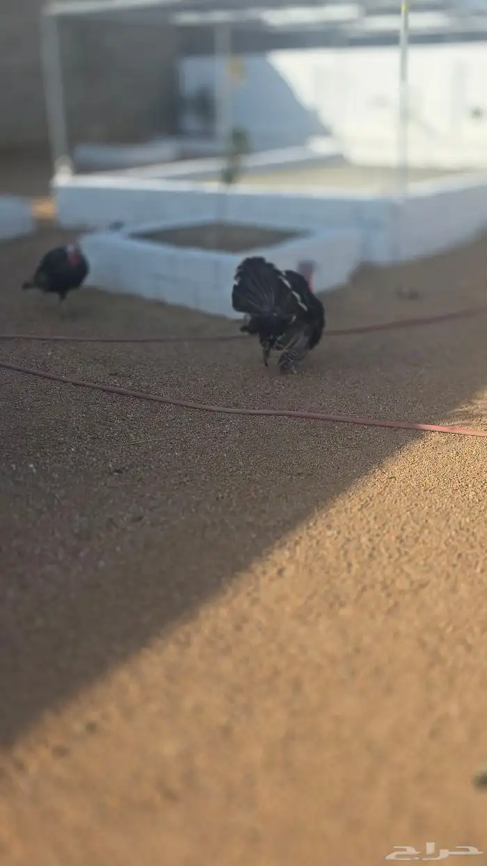 ديك رومي للبيع 5