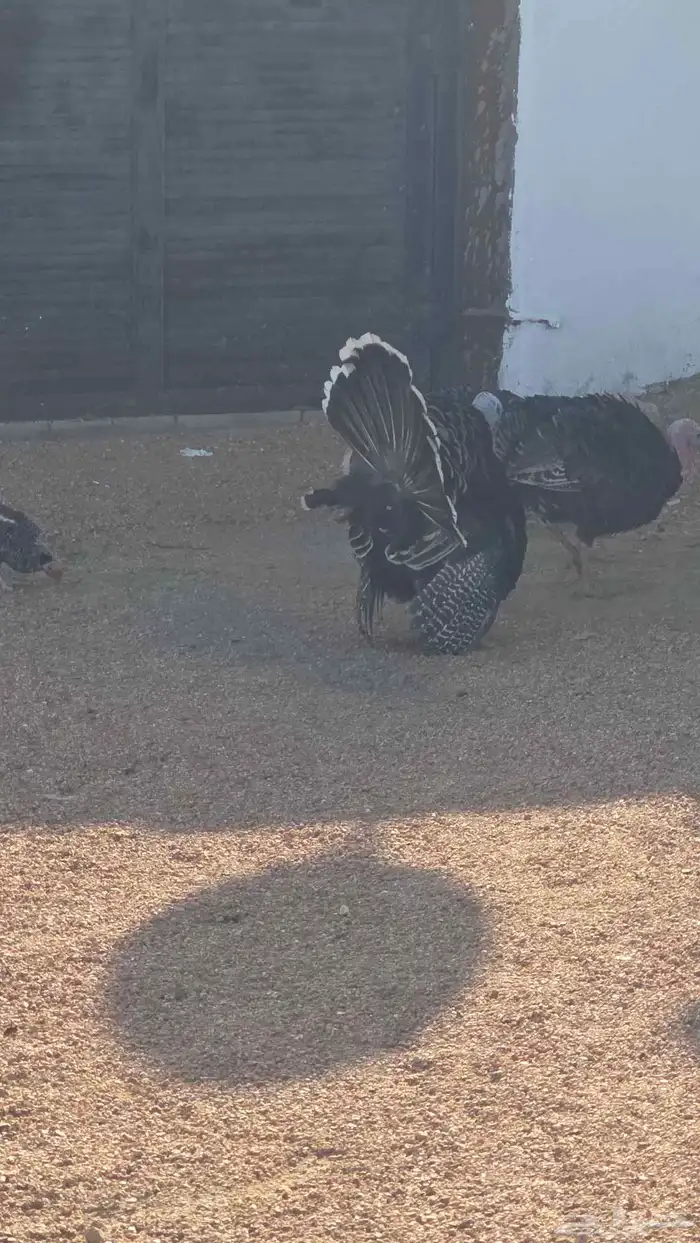 ديك رومي للبيع 1