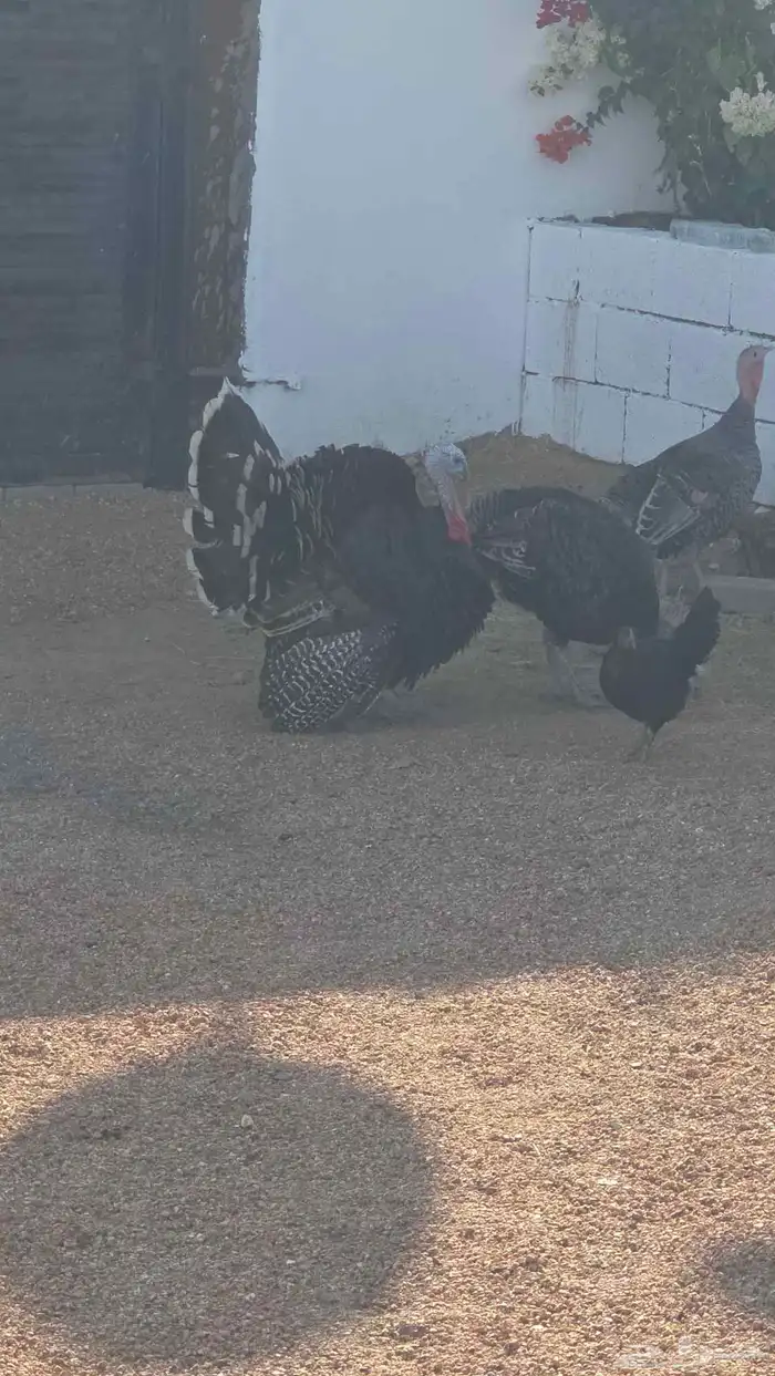 ديك رومي للبيع 0