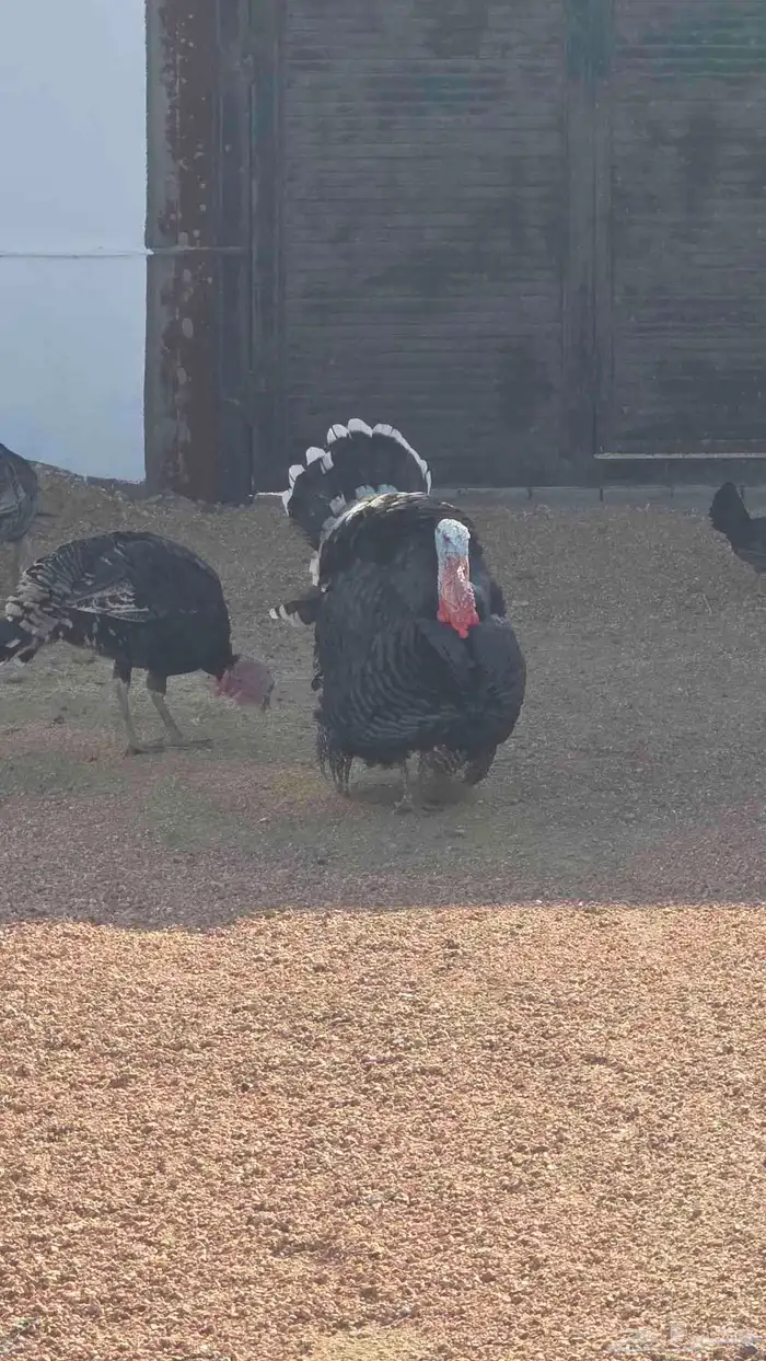 ديك رومي للبيع 2