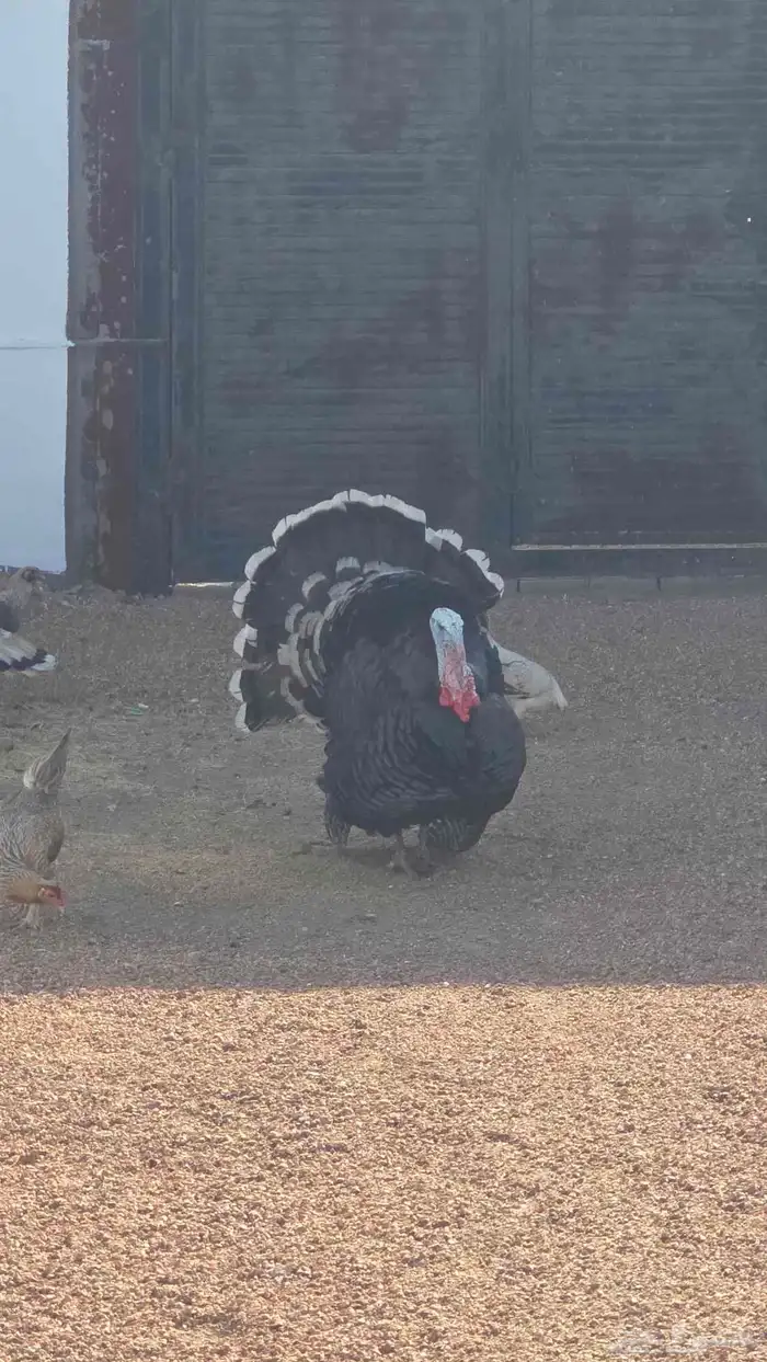 ديك رومي للبيع 3