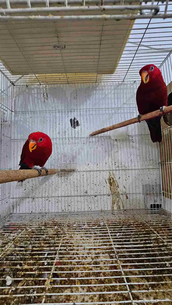 جوز رد لوري 0