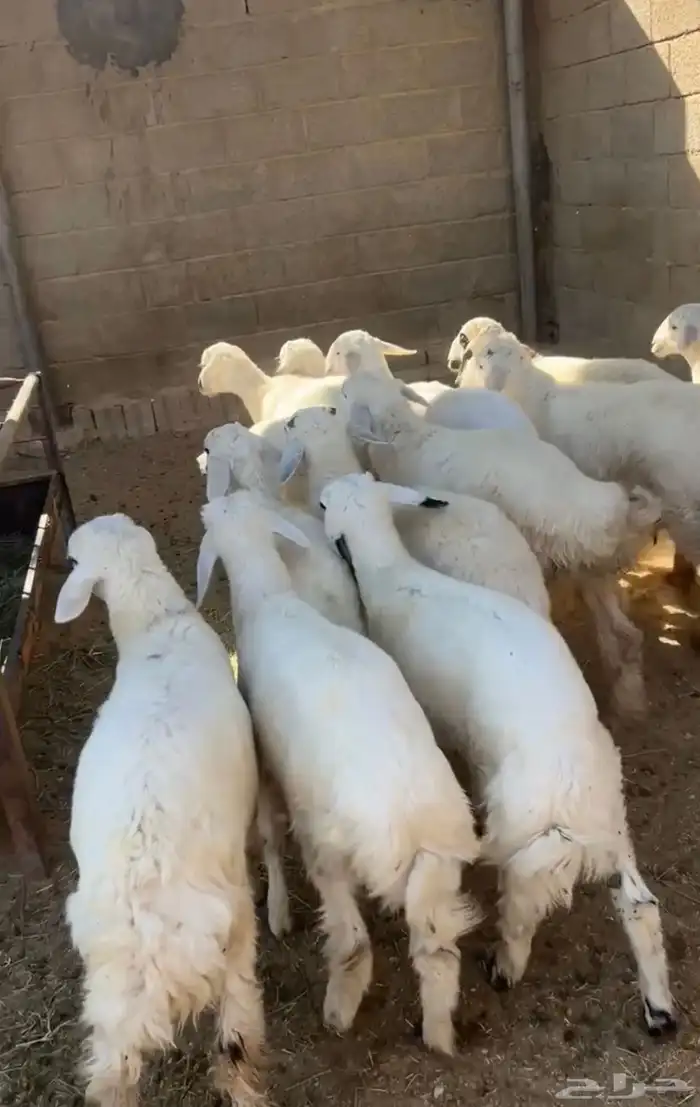 للبيع هرافى حريه 0