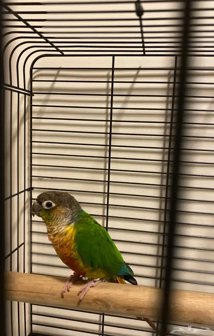 كنيور جرين شيك للبيع 0