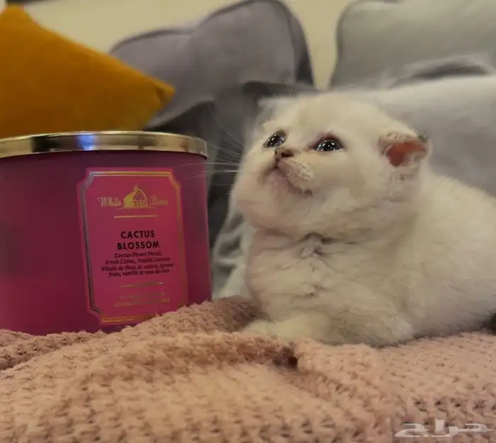 قطه سكوتش فولد للبيع للبيع 1