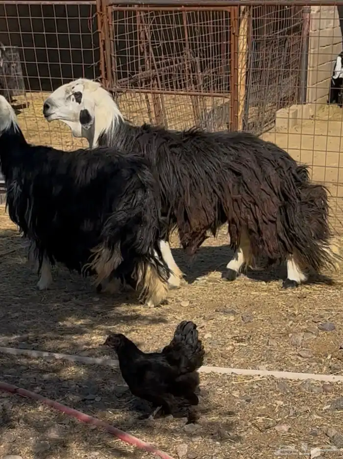 طلي نجدي مشروط 1