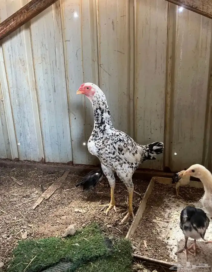 زوج شامو ياباني 5